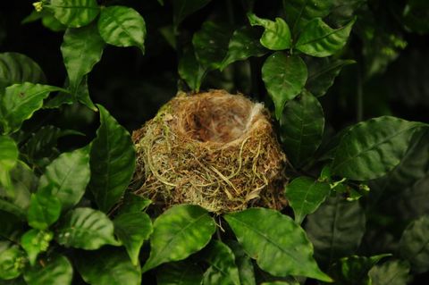 Selvatura Hummingbird Garden