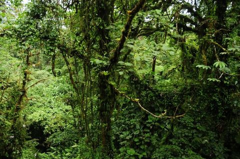 Selvatura Hummingbird Garden