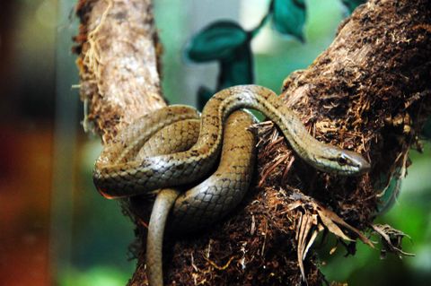 Selvatura Herpetarium - Monteverde, Costa Rica