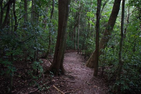 Monteverde Conservation League