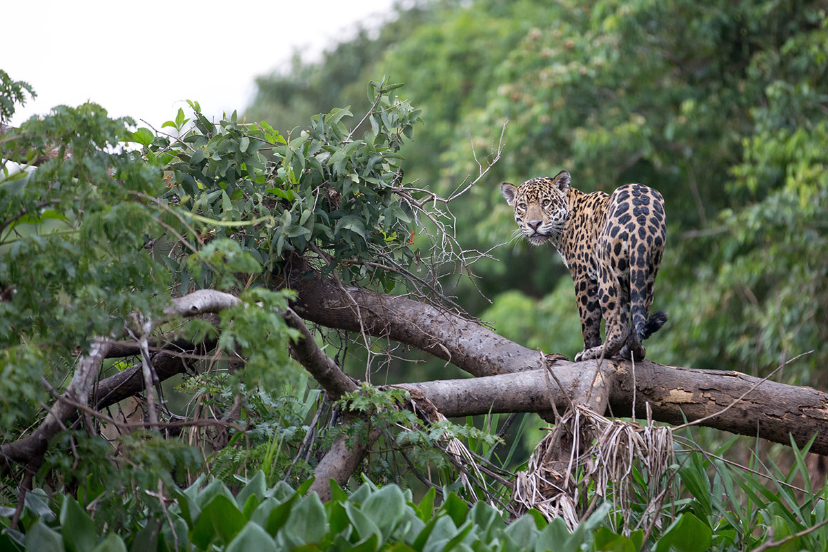 A jaguar stands on a tree branch in the jungle and looks back at the camera