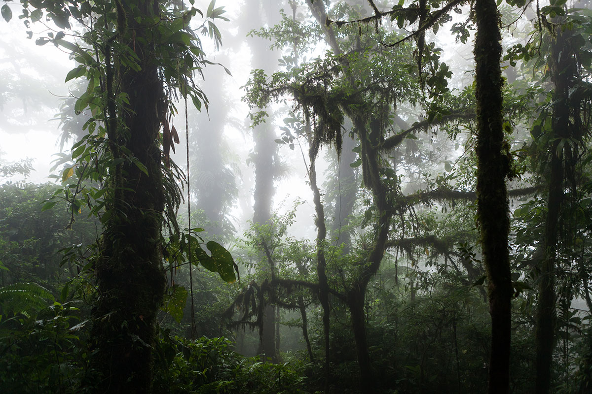 The beautiful and hazy Santa Elena Cloud Forest Reserve