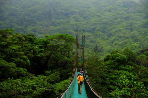 Treetop Suspension Bridges & Walkway