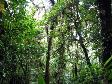 Santa Elena Cloud Forest Reserve