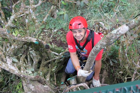 Climb a Giant Fig Tree