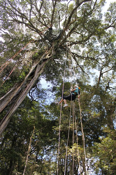 Climb a Giant Fig Tree