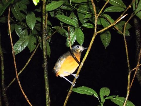 Curi-Cancha Reserve Tour