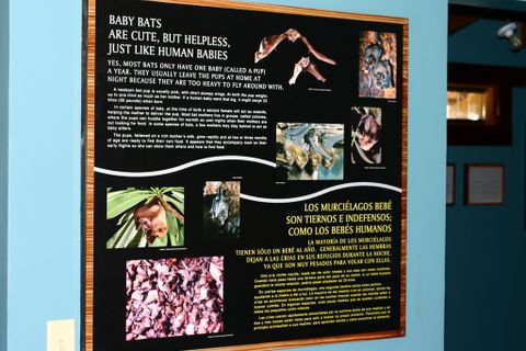 Bat Jungle Exhibit