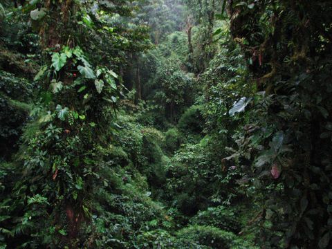 Cloud Forest Bird Watching Tour