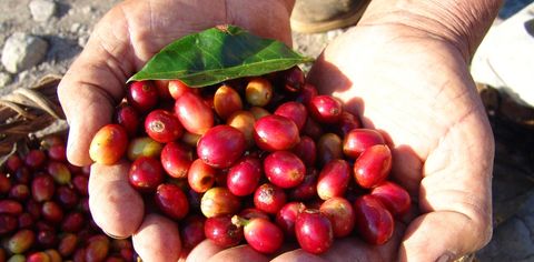 Don Juan Coffee, Chocolate  Sugar Cane Tour  Monteverde