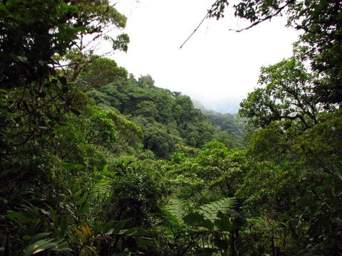 Santa Elena Cloud Forest Reserve