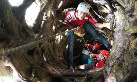 Climb a Giant Fig Tree