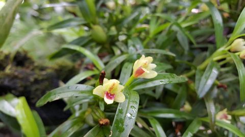 Monteverde Orchid Garden Tour