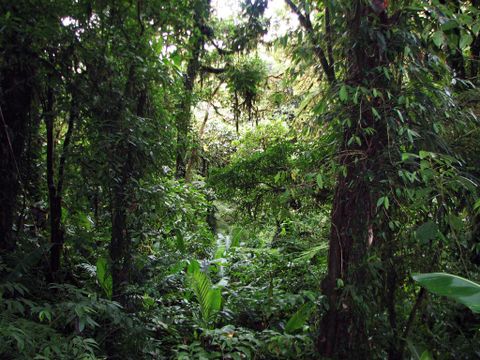 Monteverde Cloud Forest