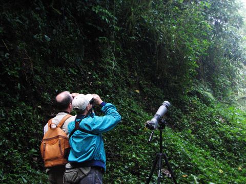 Cloud Forest Bird Watching Tour