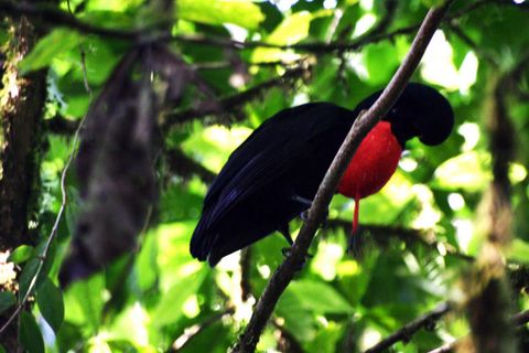 Cloud Forest Bird Watching Tour