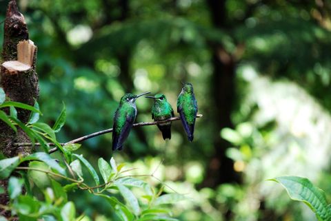 Cloud Forest Bird Watching Tour