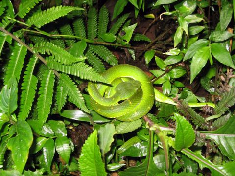 Curi Cancha Reserve Night Tour